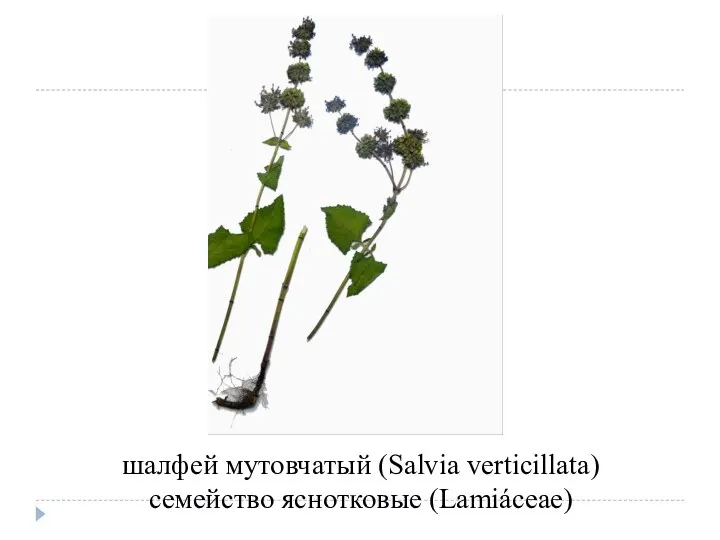 шалфей мутовчатый (Salvia verticillata) семейство яснотковые (Lamiáceae)