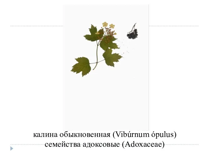 калина обыкновенная (Vibúrnum ópulus) семейства адоксовые (Adoxaceae)