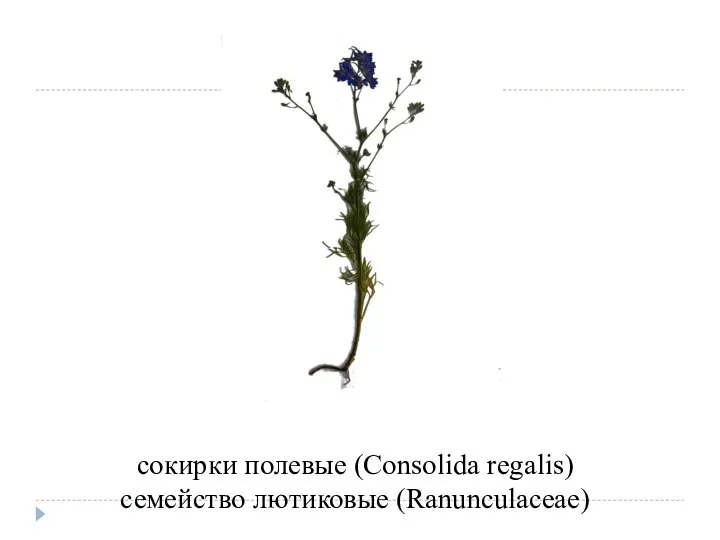 сокирки полевые (Consolida regalis) семейство лютиковые (Ranunculaceae)