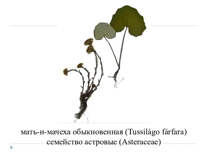 мать-и-мачеха обыкновенная (Tussilágo fárfara) семейство астровые (Asteraceae)