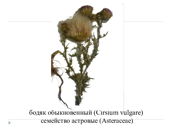 бодяк обыкновенный (Cirsium vulgare) семейство астровые (Asteraceae)