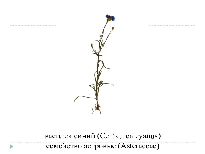 василек синий (Centaurea cyanus) семейство астровые (Asteraceae)
