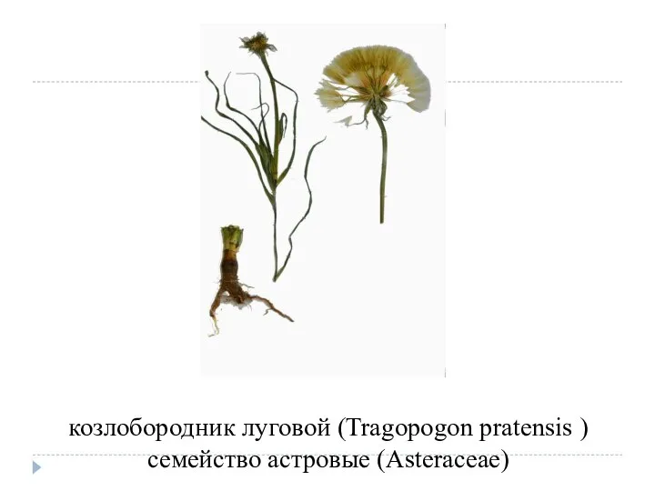 козлобородник луговой (Tragopogon pratensis ) семейство астровые (Asteraceae)