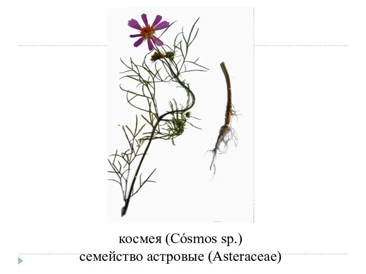 космея (Cósmos sp.) семейство астровые (Asteraceae)