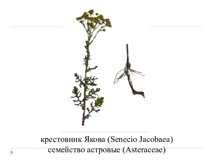 крестовник Якова (Senecio Jacobaea) семейство астровые (Asteraceae)