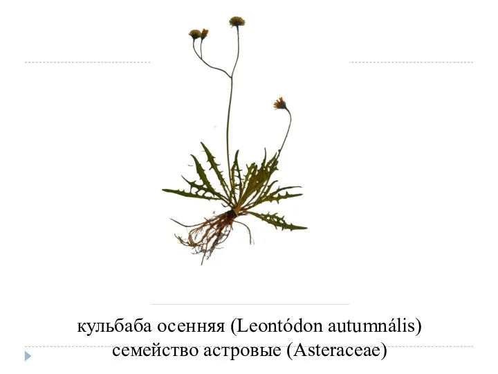 кульбаба осенняя (Leontódon autumnális) семейство астровые (Asteraceae)