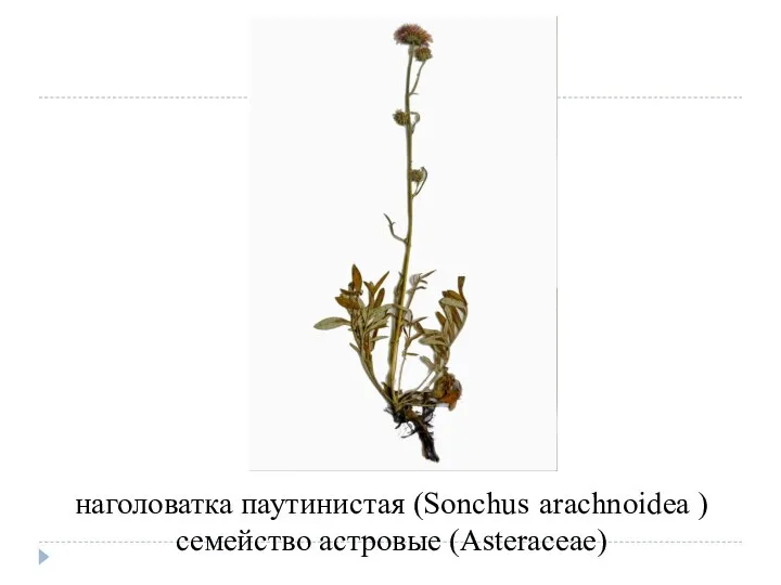 наголоватка паутинистая (Sonchus arachnoidea ) семейство астровые (Asteraceae)