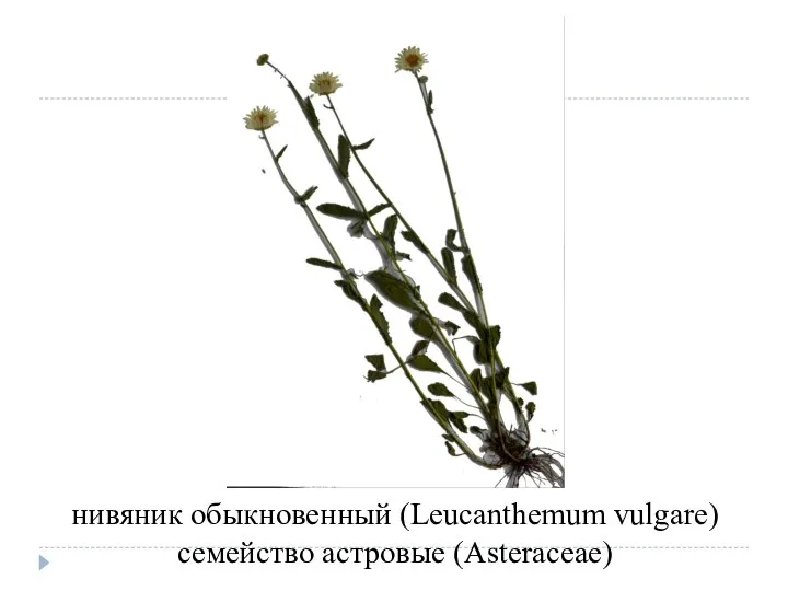 нивяник обыкновенный (Leucanthemum vulgare) семейство астровые (Asteraceae)