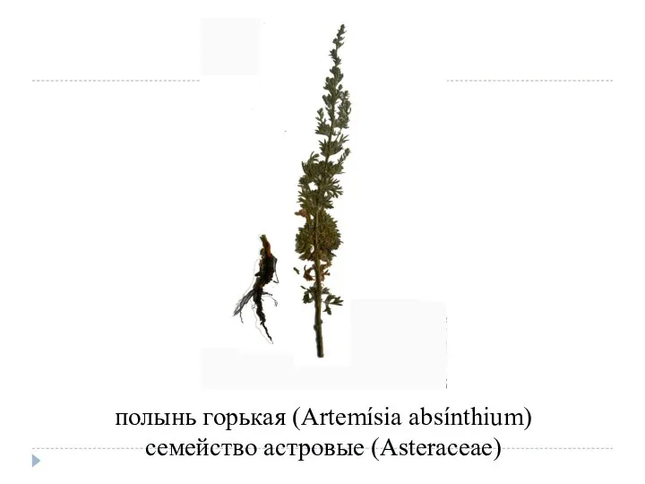 полынь горькая (Artemísia absínthium) семейство астровые (Asteraceae)