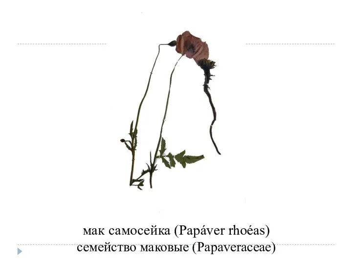 мак самосейка (Papáver rhoéas) семейство маковые (Papaveraceae)