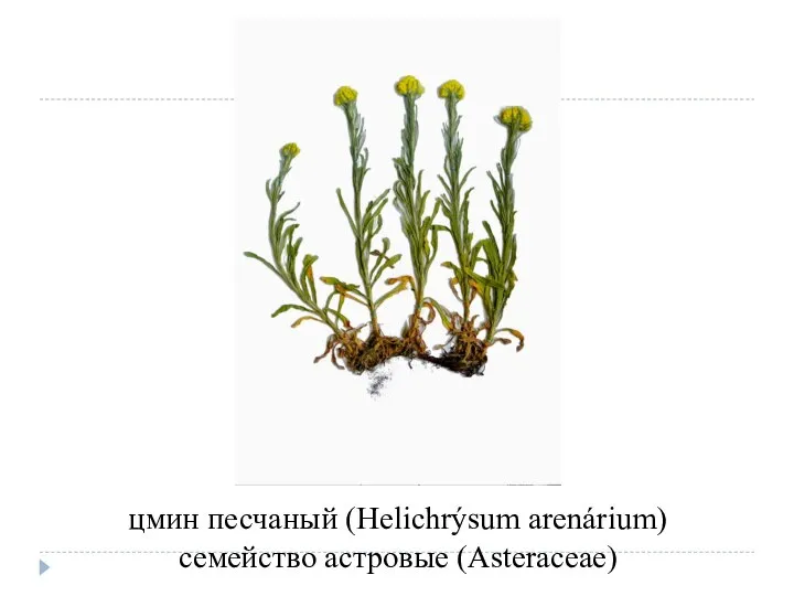 цмин песчаный (Helichrýsum arenárium) семейство астровые (Asteraceae)
