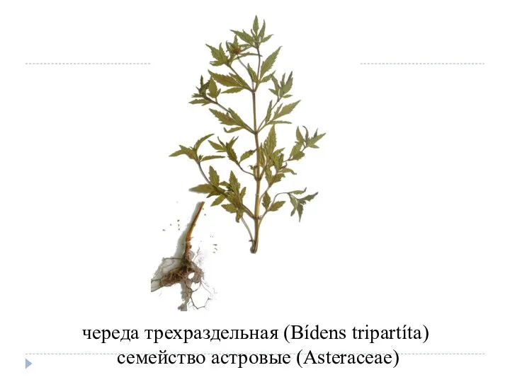 череда трехраздельная (Bídens tripartíta) семейство астровые (Asteraceae)