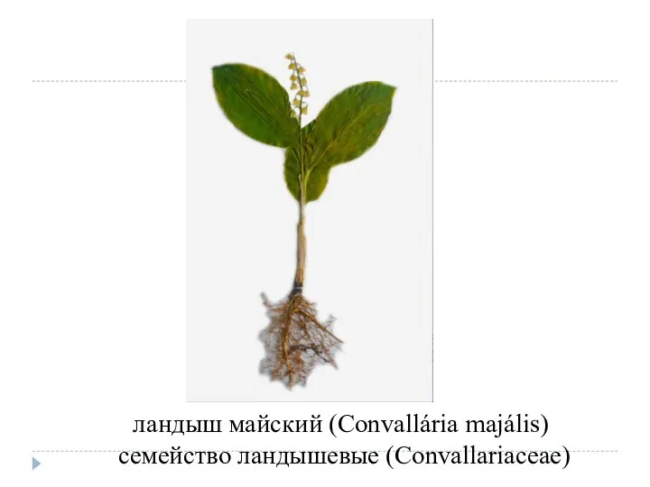 ландыш майский (Convallária majális) семейство ландышевые (Convallariaceae)
