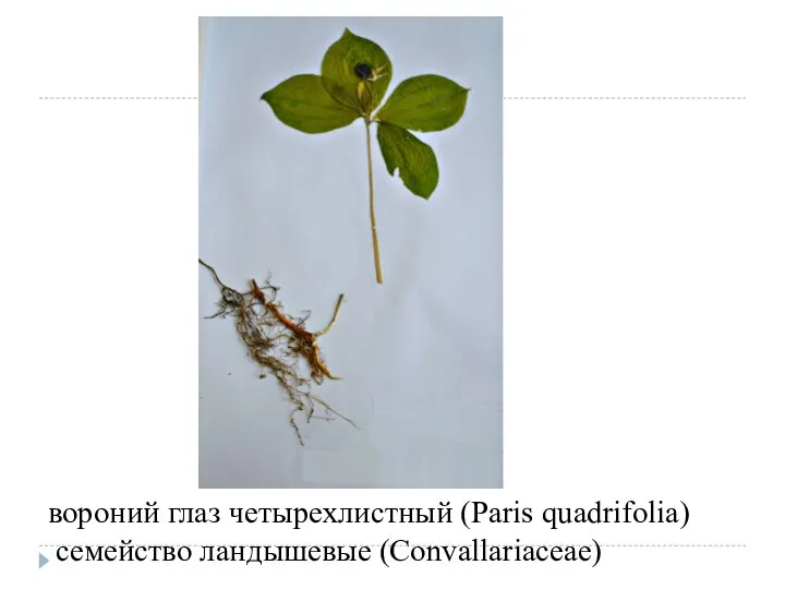 вороний глаз четырехлистный (Paris quadrifolia) семейство ландышевые (Convallariaceae)