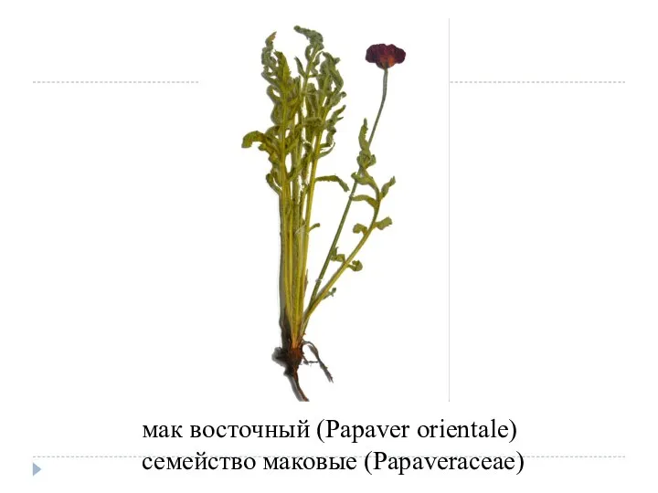 мак восточный (Papaver orientale) семейство маковые (Papaveraceae)