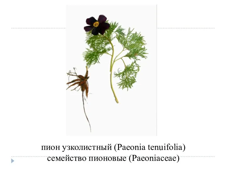 пион узколистный (Paeonia tenuifolia) семейство пионовые (Paeoniaceae)