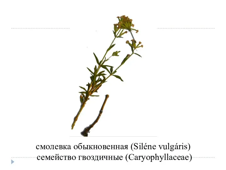 смолевка обыкновенная (Siléne vulgáris) семейство гвоздичные (Caryophyllaceae)