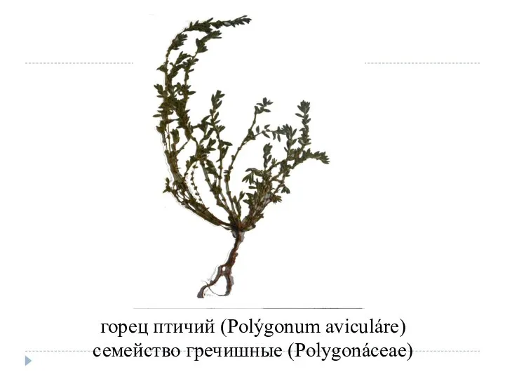 горец птичий (Polýgonum aviculáre) семейство гречишные (Polygonáceae)