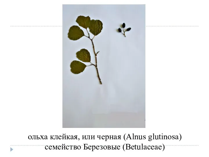 ольха клейкая, или черная (Alnus glutinosa) семейство Березовые (Betulaceae)