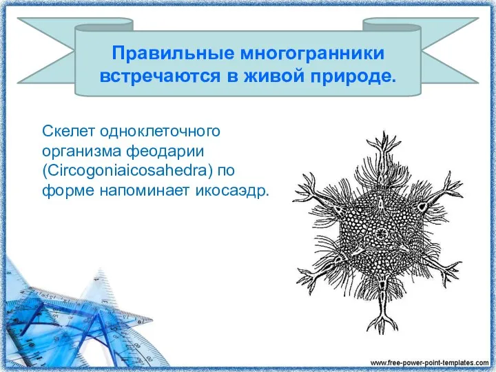Правильные многогранники встречаются в живой природе. Скелет одноклеточного организма феодарии (Circogoniaicosahedra) по форме напоминает икосаэдр.