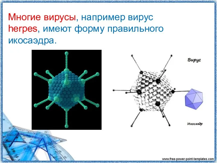 Многие вирусы, например вирус herpes, имеют форму правильного икосаэдра.