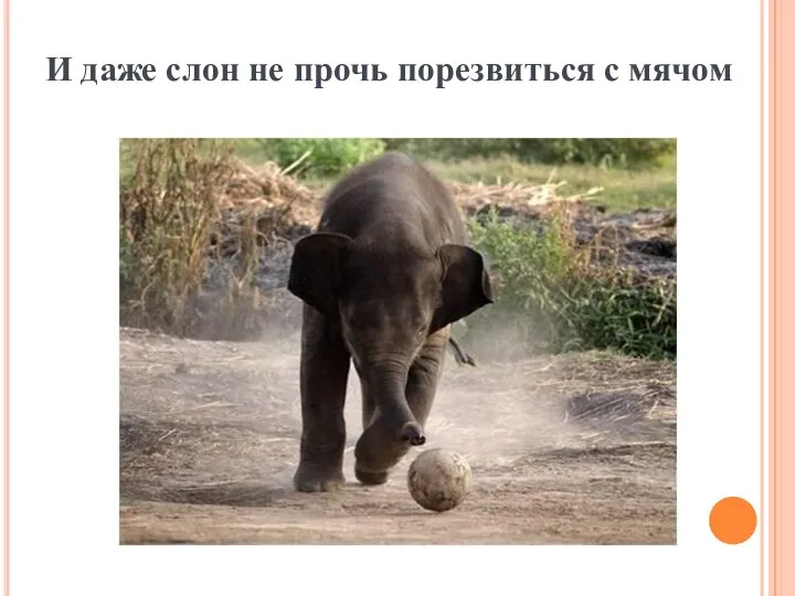 И даже слон не прочь порезвиться с мячом