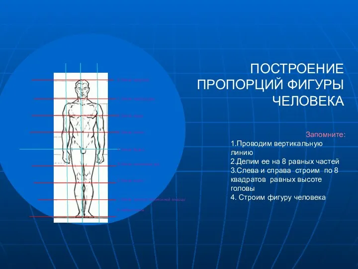 ПОСТРОЕНИЕ ПРОПОРЦИЙ ФИГУРЫ ЧЕЛОВЕКА Запомните: 1.Проводим вертикальную линию 2.Делим ее на 8