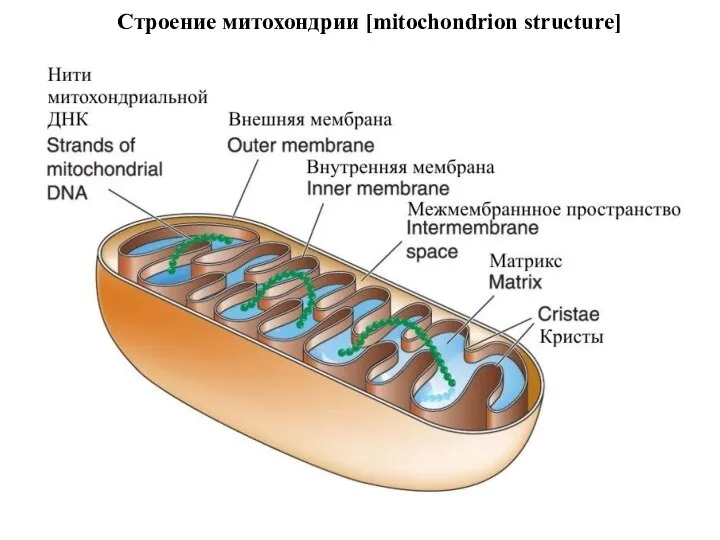 Строение митохондрии [mitochondrion structure]