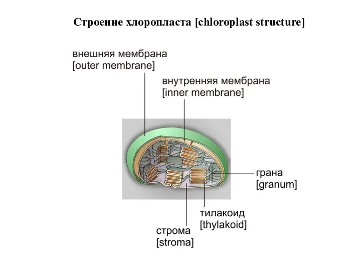 Строение хлоропласта [chloroplast structure]