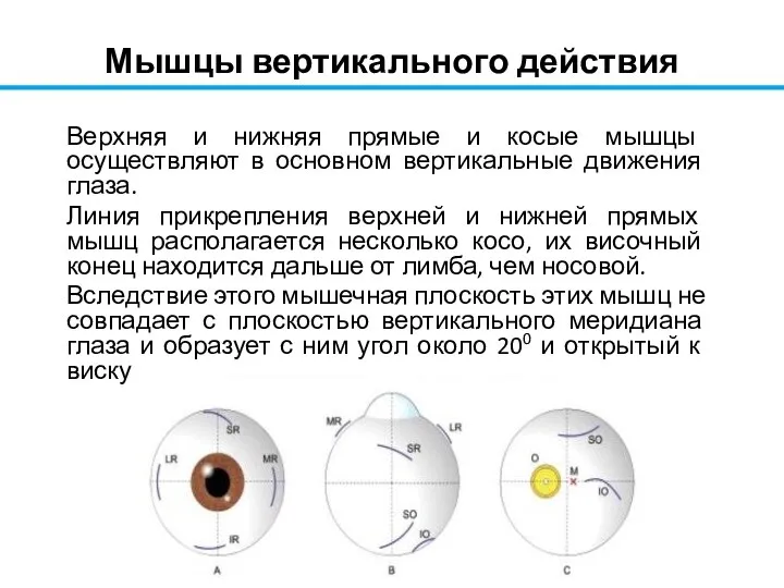 Мышцы вертикального действия Верхняя и нижняя прямые и косые мышцы осуществляют в