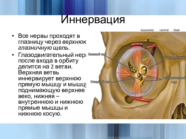 Иннервация Все нервы проходят в глазницу через верхнюю глазничную щель. Глазодвигательный нерв