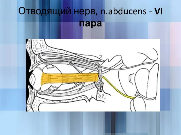 Отводящий нерв, n.abducens - VI пара