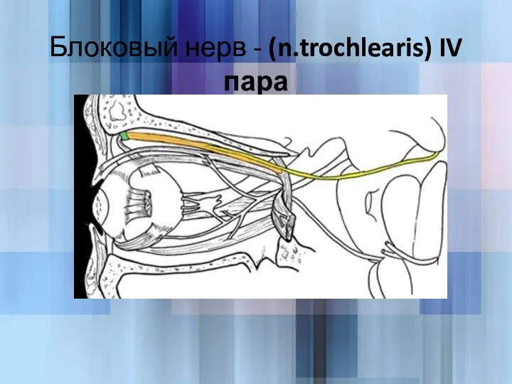 Блоковый нерв - (n.trochlearis) IV пара