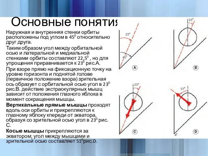 Основные понятия Наружная и внутренняя стенки орбиты расположены под углом в 450