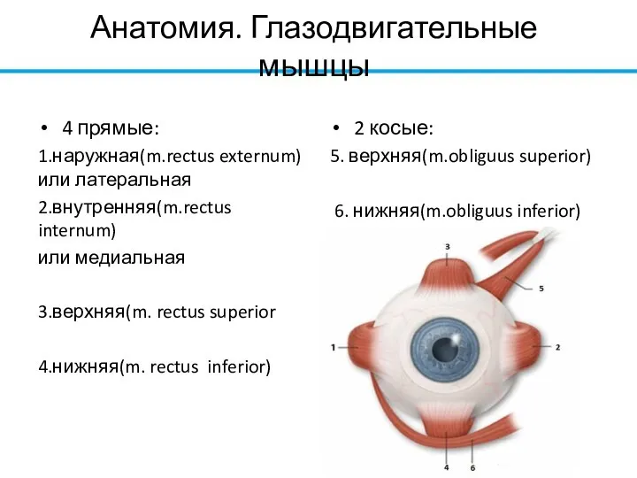 Анатомия. Глазодвигательные мышцы 4 прямые: 1.наружная(m.rectus externum) или латеральная 2.внутренняя(m.rectus internum) или