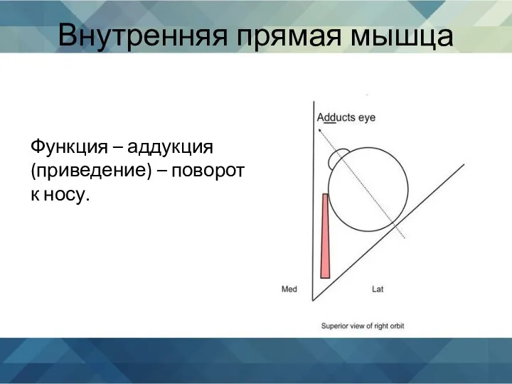 Внутренняя прямая мышца Функция – аддукция (приведение) – поворот к носу.