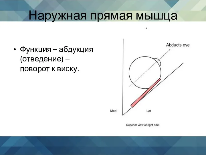 Наружная прямая мышца Функция – абдукция (отведение) – поворот к виску.