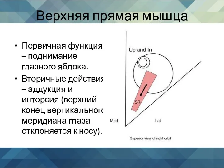 Верхняя прямая мышца Первичная функция – поднимание глазного яблока. Вторичные действия –