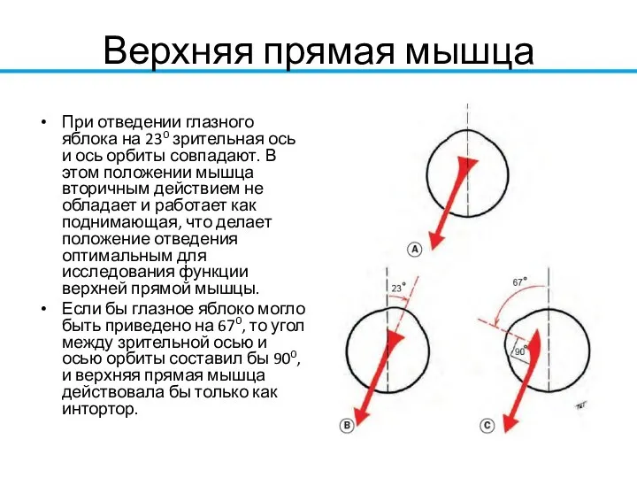 Верхняя прямая мышца При отведении глазного яблока на 230 зрительная ось и