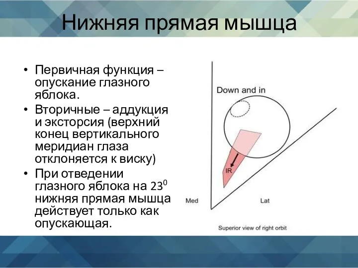 Нижняя прямая мышца Первичная функция – опускание глазного яблока. Вторичные – аддукция