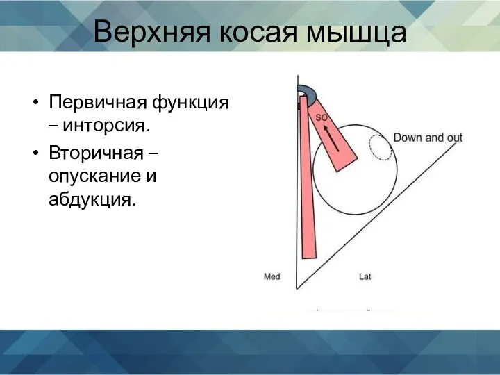 Верхняя косая мышца Первичная функция – инторсия. Вторичная – опускание и абдукция.