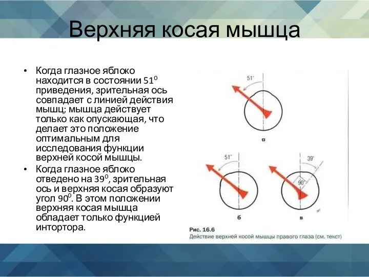 Верхняя косая мышца Когда глазное яблоко находится в состоянии 510 приведения, зрительная