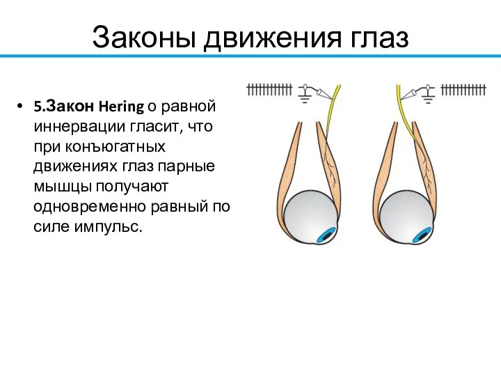 Законы движения глаз 5.Закон Hering о равной иннервации гласит, что при конъюгатных