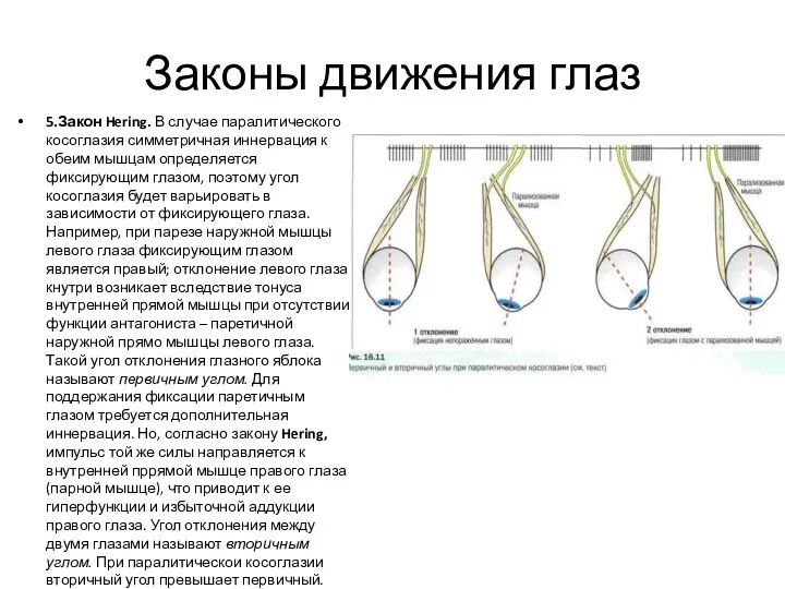 Законы движения глаз 5.Закон Hering. В случае паралитического косоглазия симметричная иннервация к