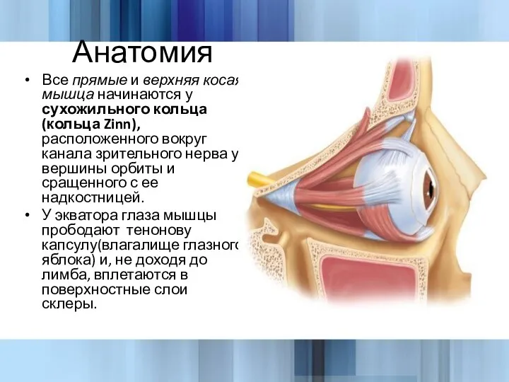 Анатомия Все прямые и верхняя косая мышца начинаются у сухожильного кольца (кольца