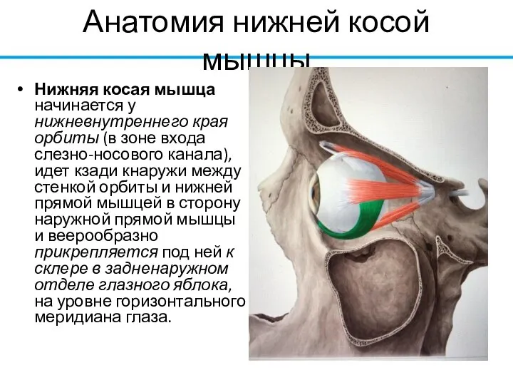 Анатомия нижней косой мышцы Нижняя косая мышца начинается у нижневнутреннего края орбиты