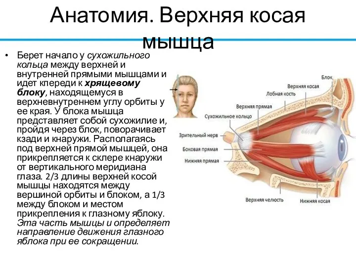 Анатомия. Верхняя косая мышца Берет начало у сухожильного кольца между верхней и