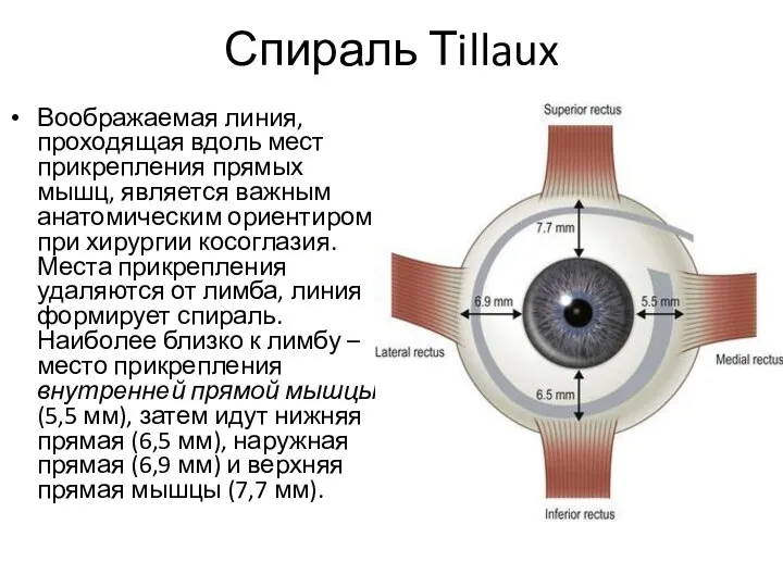 Спираль Тillaux Воображаемая линия, проходящая вдоль мест прикрепления прямых мышц, является важным