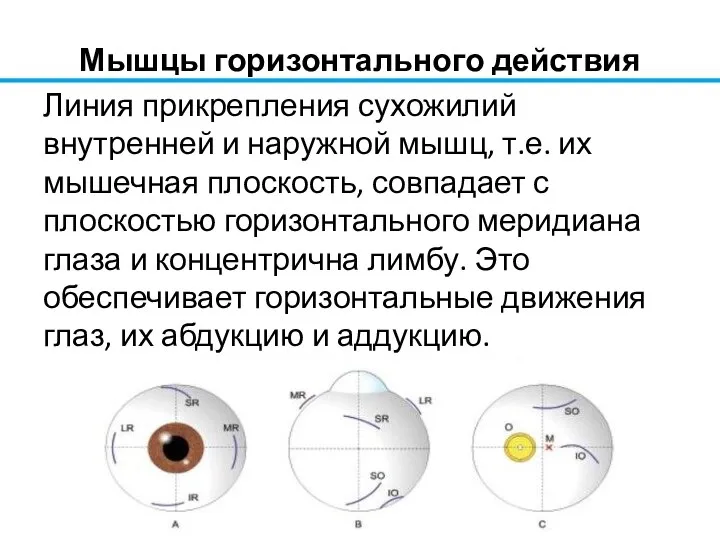 Мышцы горизонтального действия Линия прикрепления сухожилий внутренней и наружной мышц, т.е. их