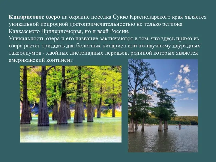 Кипарисовое озеро на окраине поселка Сукко Краснодарского края является уникальной природной достопримечательностью